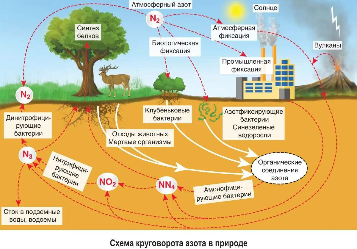 Также иных сред которые. Круговорот азота круговорот. Биологический круговорот азота схема. Круговорот веществ в биосфере азот. Круговорот азота в биосфере схема.