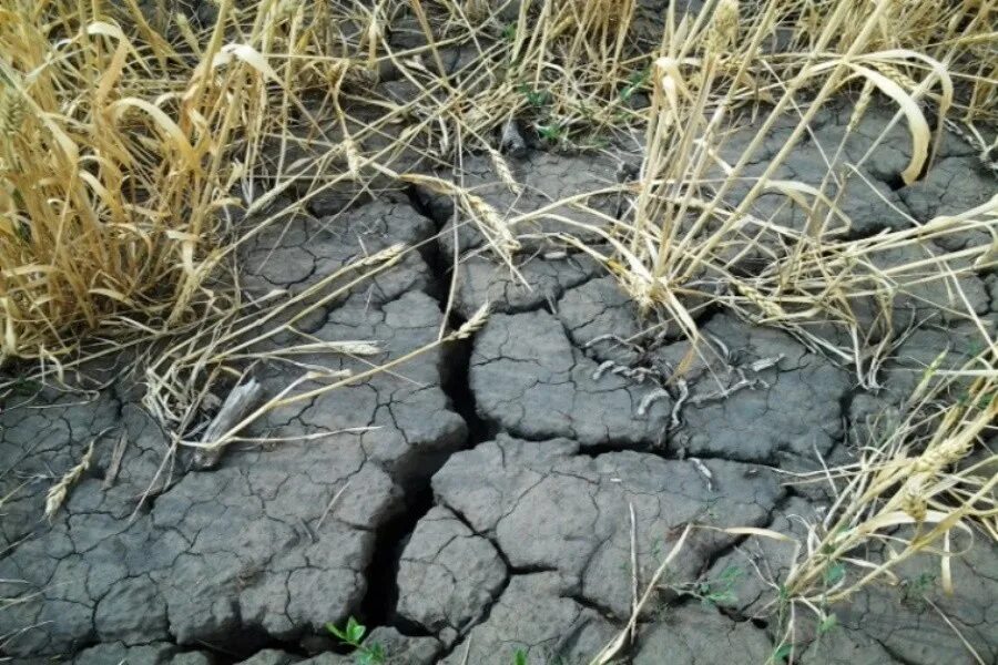 Вызывающая засуху. Засуха. Физиологическая засуха. Засуха Башкортостан. Истощение почвы.
