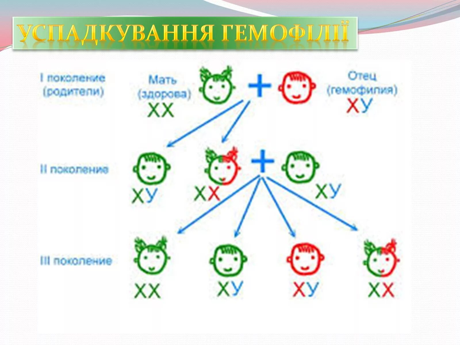 Папа гена мама. Наследование гемофилии. Схема передачи гемофилии. Схема наследственности гемофилии.