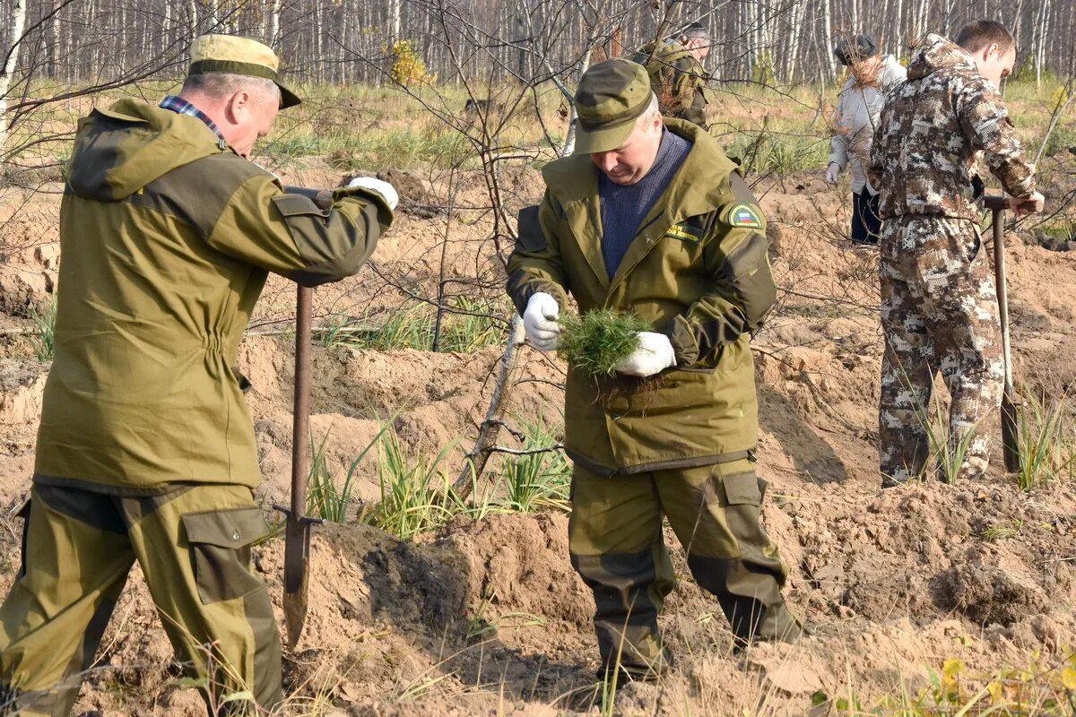 Сайт природопользования рязанской области. Минприроды Рязанской области. Лесовосстановительные мероприятия. Игра в Минприроды Рязанской области. Лесовосстановление площади Рязань.