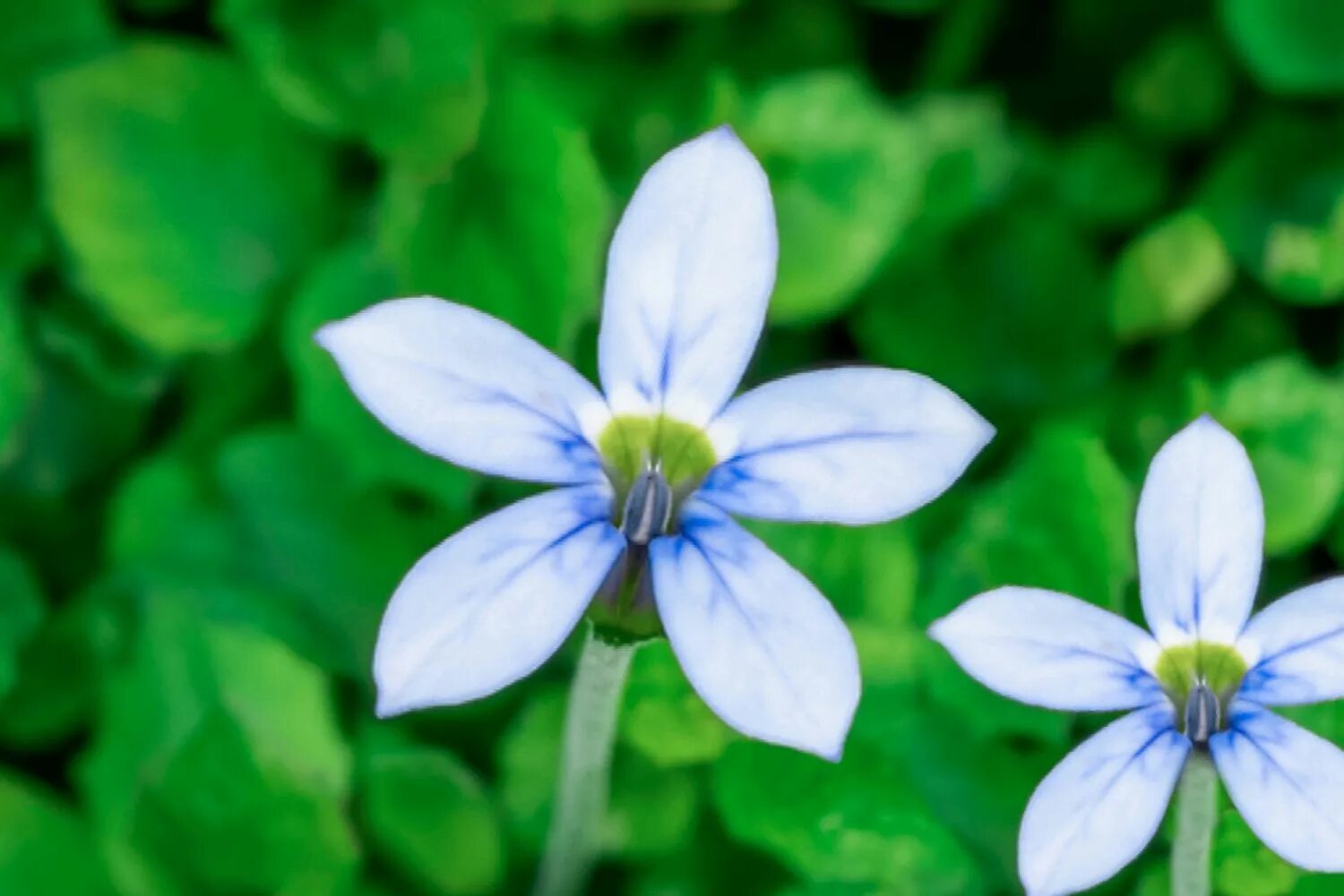 Блюбелл цветок. Цветок голубая звезда. Оксипеталум голубой. Amsonia tabernaemontana. Цветок голубая звезда.