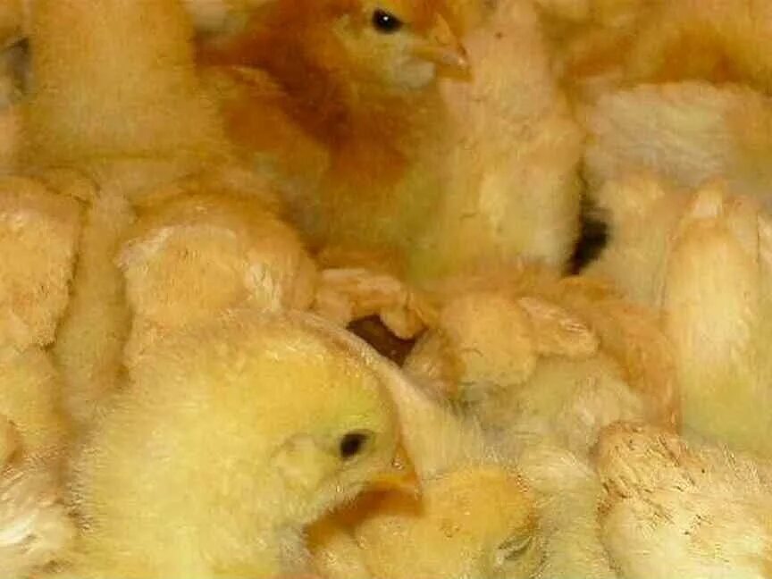 Купить замороженного цыпленка. Суточные цыплята замороженные. Замороженные цыплята на корм животным. Замороженные цыплята на корм животным купить. Суточные цыплята замороженные купить.