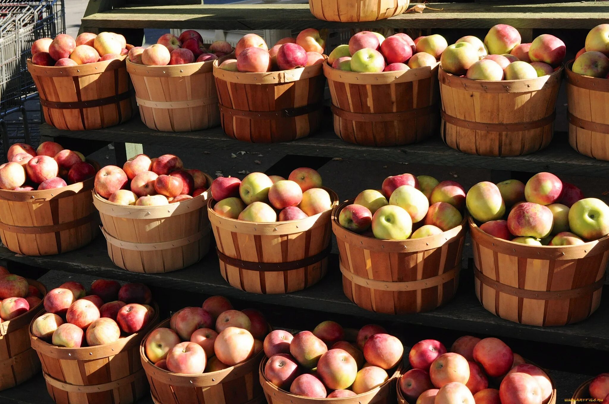 Яблоки десятки. Урожай яблок. Огромный урожай яблок. Яблоки на прилавке. Много яблок.
