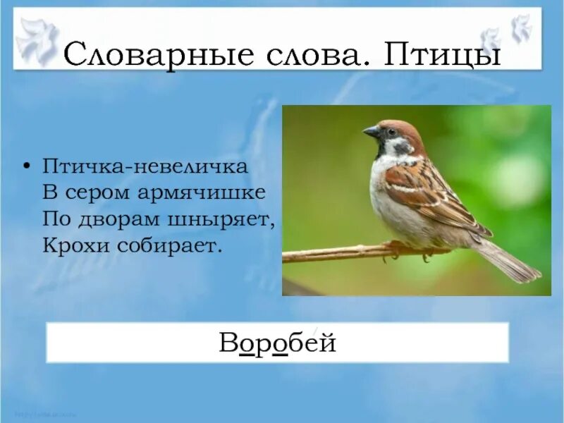 Птичка птичка невеличка. Птичка-невеличка в сером армячишке по дворам шныряет крохи собирает. Птичка текст. Придумать предложение со словом птица.