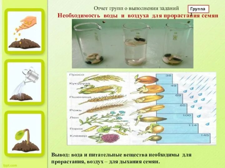 Тест по теме прорастание семян 6 класс. Факторы прорастания семян. Факторы необходимые для прорастания семян. Роль воды и воздуха в прорастания семян. Условия необходимые для прорастания семян 6 класс биология.