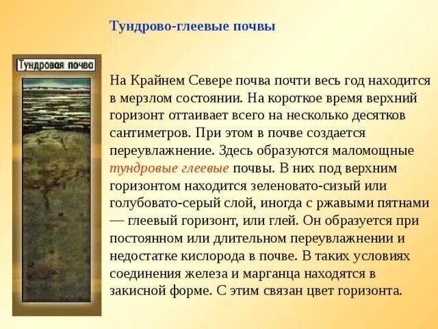 Тундрово-глеевые почвы срез. Тундрово глеевые почвы гумусовый Горизонт. Тундрово-глеевые почвы почвенный профиль. Тундра России глеевые почвы. Содержание гумуса в тундровой глеевой почве