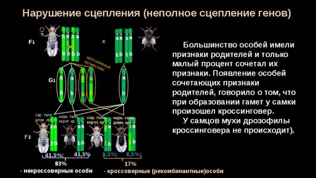 Частота нарушения сцепления генов. Неполное сцепленное наследование генов. Сцепленное наследование генов полное и неполное сцепление. Сцепленное наследование генов. Нарушение сцепления. Нарушение сцепленного наследования мейоз.