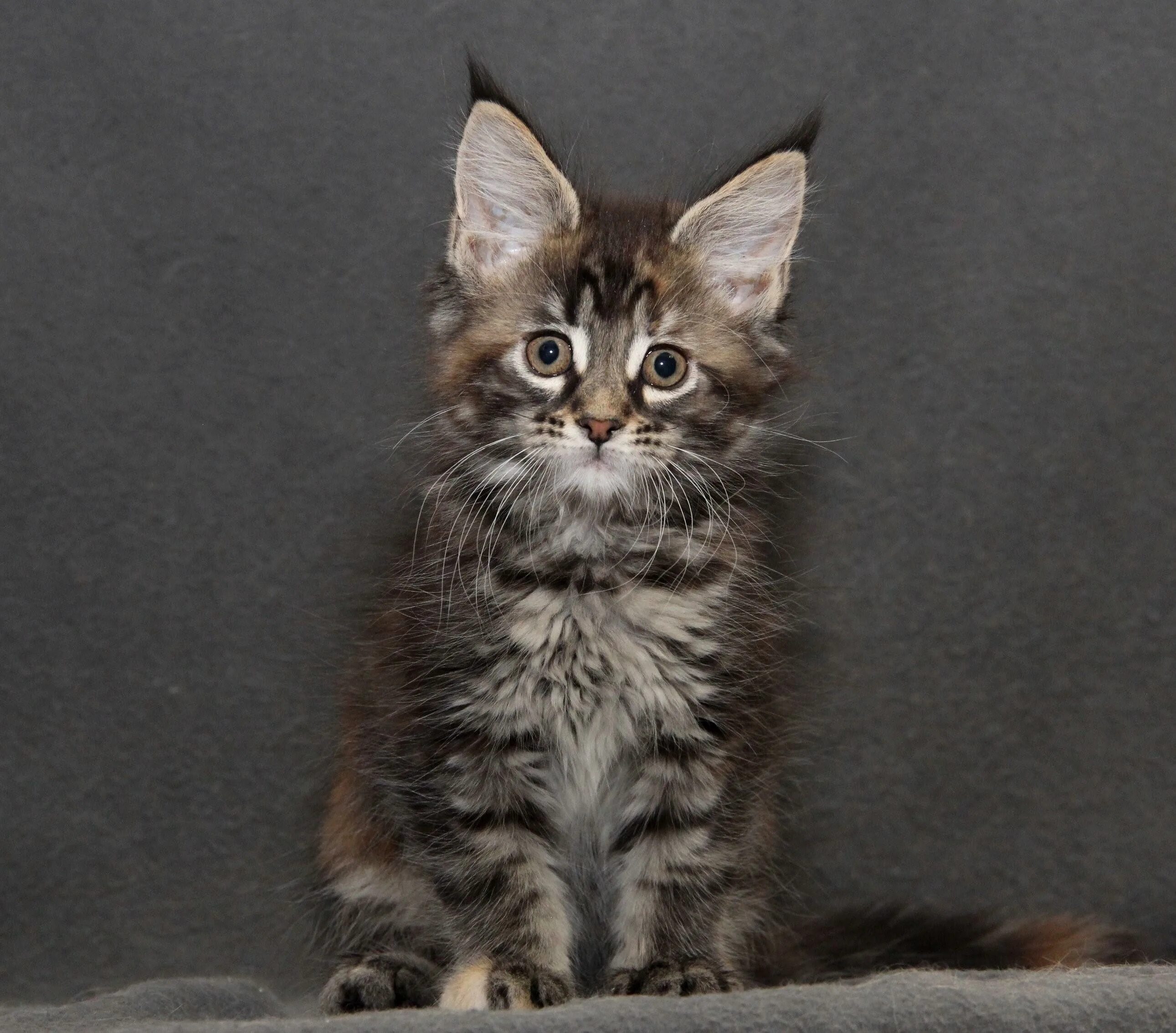 Мейн кун и сибирская кошка. Кот метис мейн куна. Мэйкун смесь. Котята метисы мейн куна. Котята помесь мейн куна.