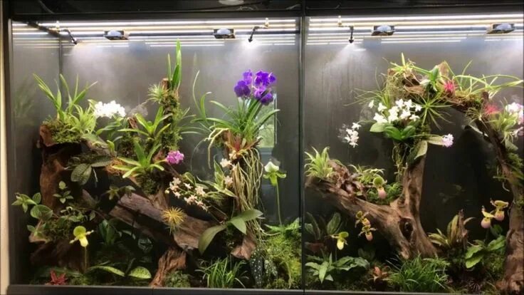 Орхидеи в аквариуме выращивание фото Palladium Aquarium, Nature aquarium, Fresh water fish tank