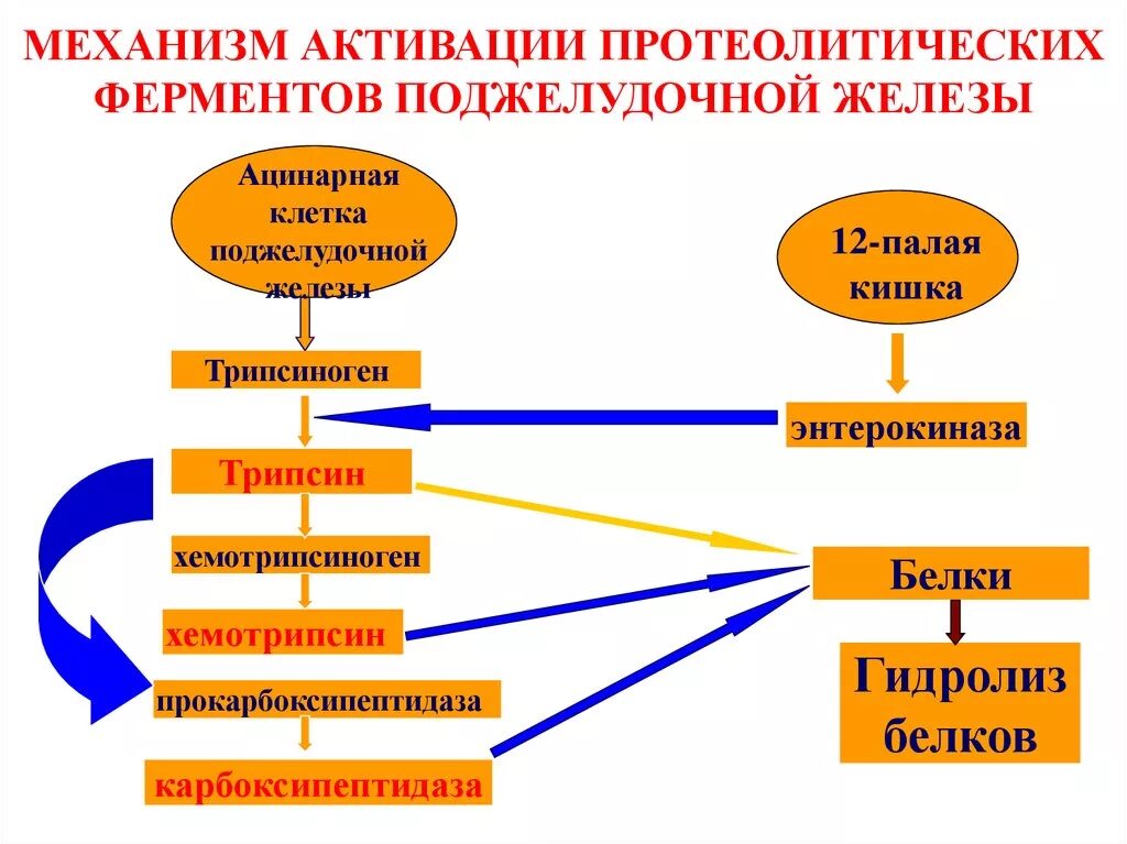 Активация ферментов поджелудочной железы. Механизм активации ферментов поджелудочной железы схема. Механизм активации протеолитических ферментов поджелудочной железы. Каскадный механизм активации ферментов поджелудочной железы. Механизм активации протеолитических ферментов ЖКТ.