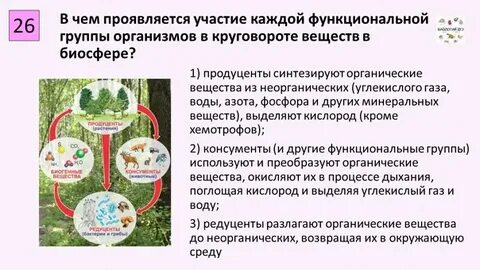 Установите соответствие организмов функциональным группам в экосистемах