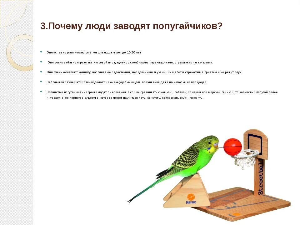 Сколько лет попугаю по человеческим