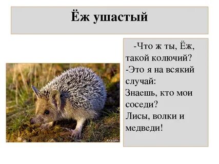 Сообщение о ушастом еже