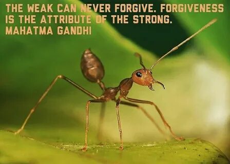 Am ant