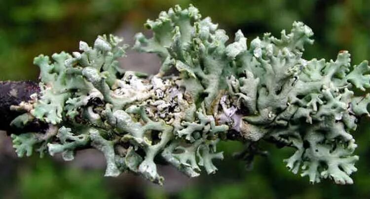 экстракт исландского мха