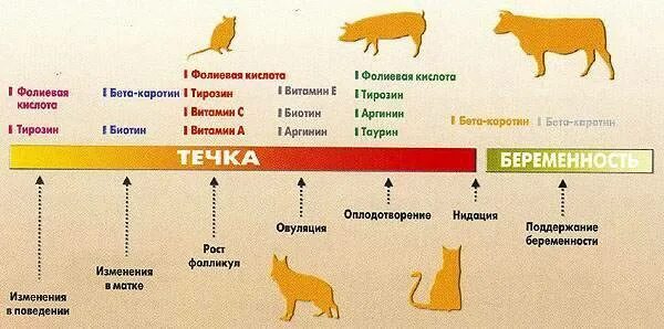 Этапы течки у собак средних пород. Стадии течки у собак средних пород. Цикл течки у собак крупных пород. Сколько длится течка у собак. Сколько длится спаривание