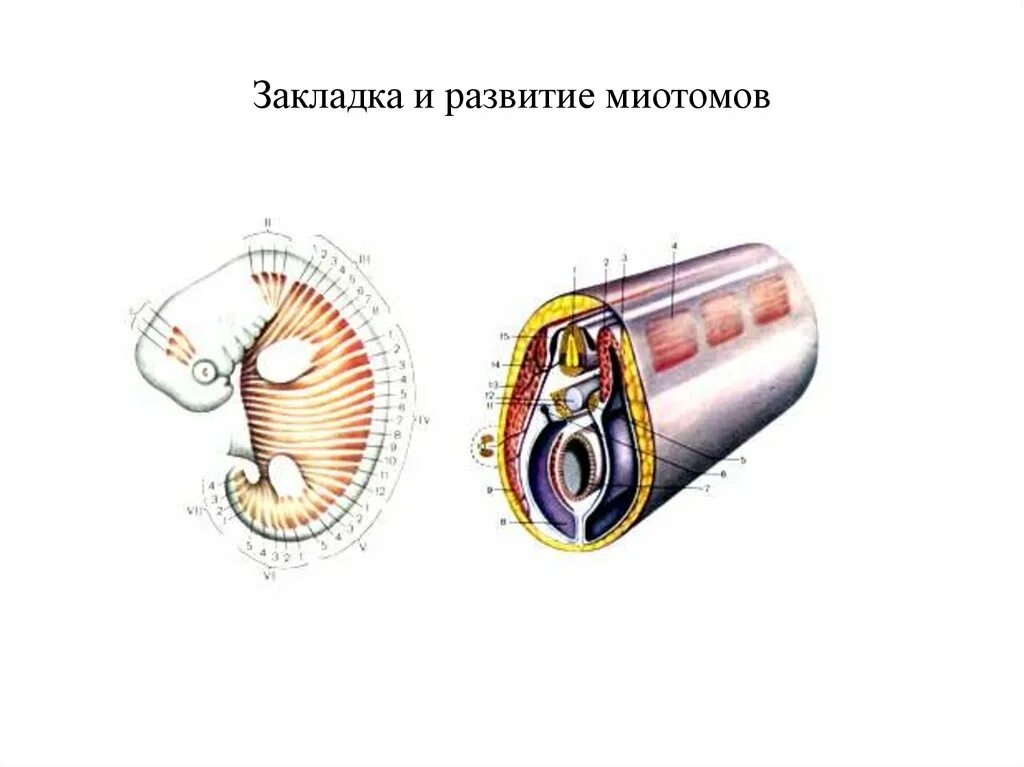 Дерматом миотом. Миотомы. миотомы схема. миотомы человека схема. развитие миотомов.
