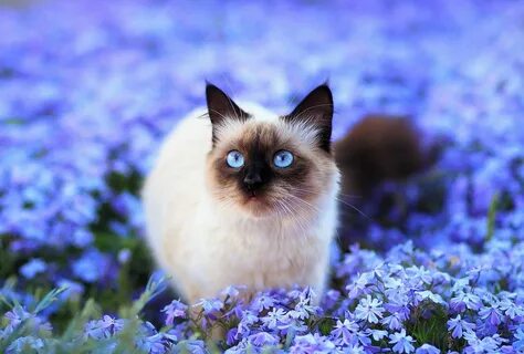 Красивая кошечка картинки