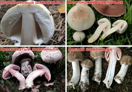 Ложный шампиньон от настоящего как отличить фото
