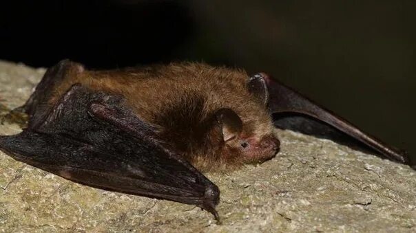 Bats City of Vancouver