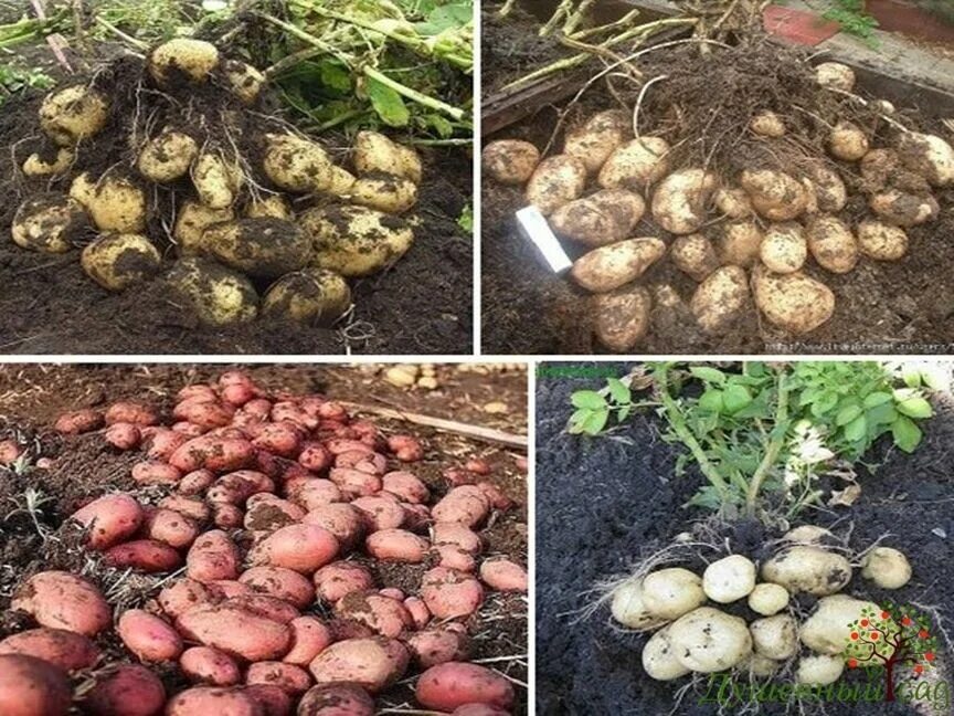 Посадка картофеля сколько на сотку. Картошка в огороде. Картофель на грядке. Картошка растет в огороде. Посадка картошки.