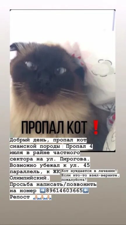 Потерялся котенок как найти на улице