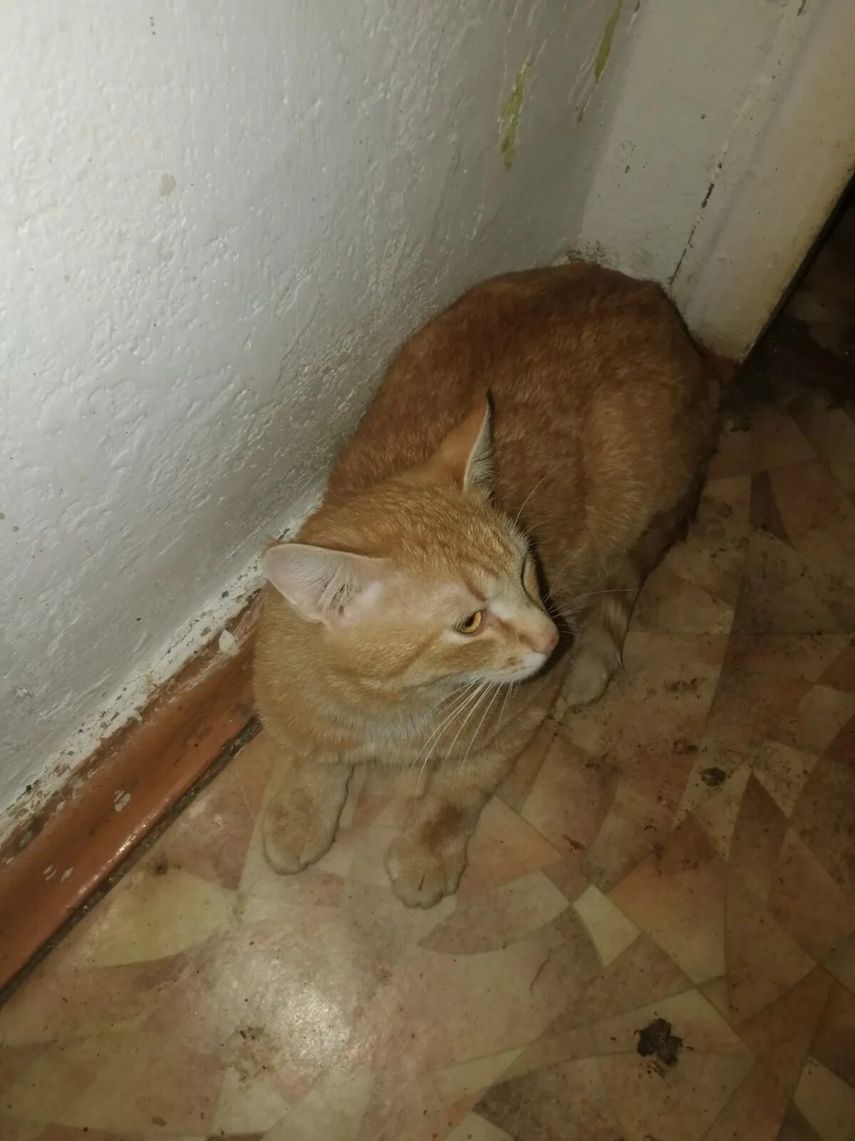 Найден рыжий. Кошка дома. найден кот объявление. коты в доме.
