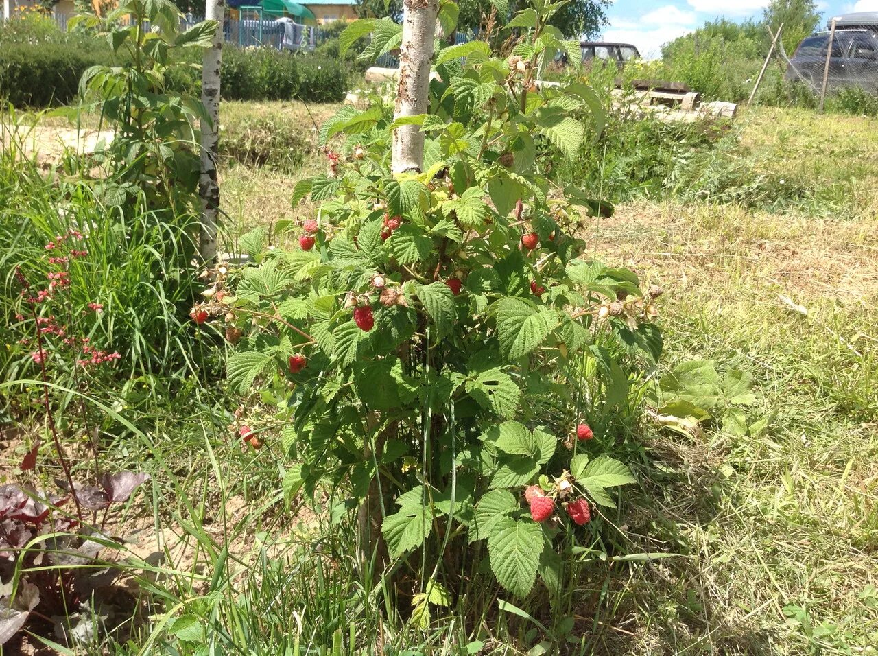 малина кумберленд саженцы. малина куст. малина обыкновенная таруса. 5 кустов малины. малина куст.