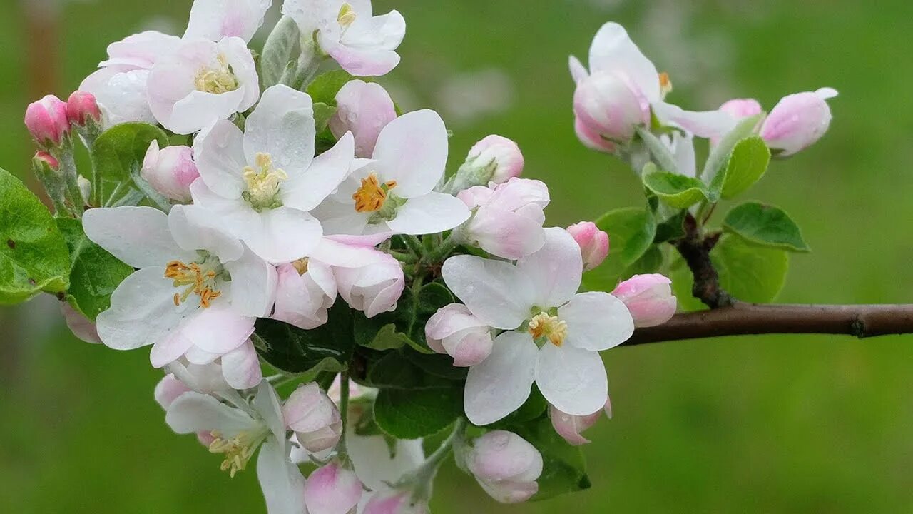Цветет яблоня пинк роуз. Веточка цветущей яблоньки. Яблоня макинтош цветение. Яблоня цветет. Яблоня цветет.