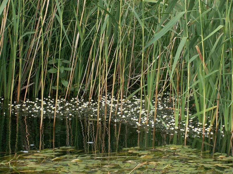 Здесь в густых зарослях камыша обманчиво. Камыш, рогоз, рдест. Рогоз, рдест, тростник. Гидрофиты рдесты. Рдест плавающий.