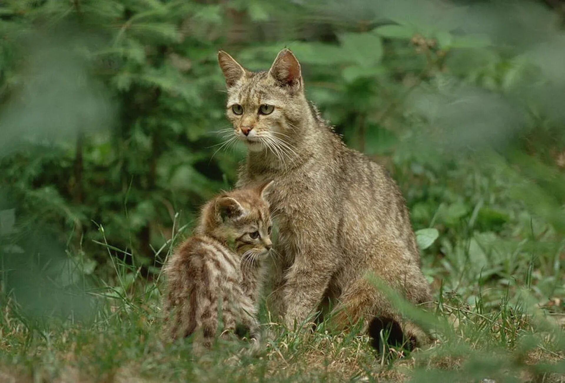 Брачный зов кошки. Европейский Лесной кот камышовый. Лесной кот Felis Silvestris. Дикий камышовый кот Краснодарский край. Лесной кот камышовый кот.