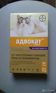 Аналоги кошки