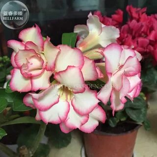 Desert rose на русском