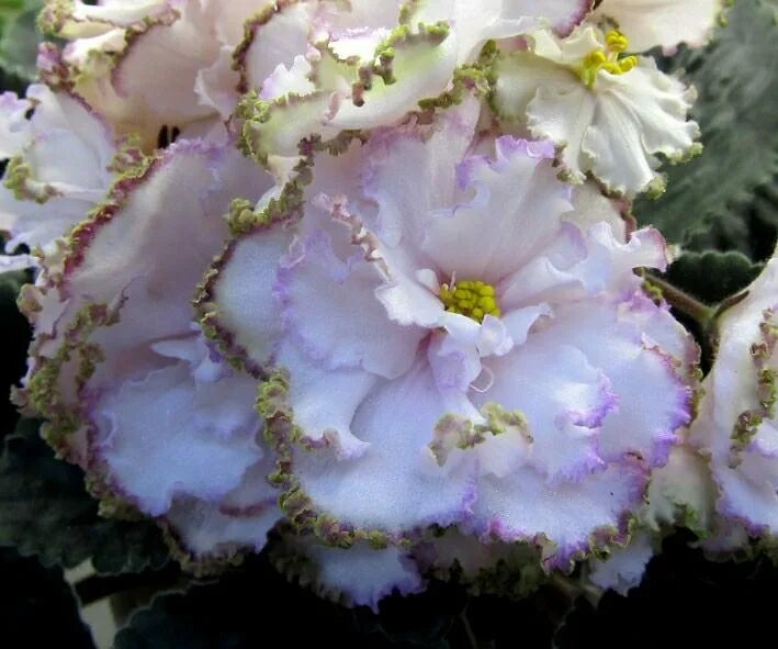 Ле вивьен фиалка. Фиалка ли. Ле вивьен фиалка. Ле вивьен ли люкс фиалка. Ле вивьен фиалка.