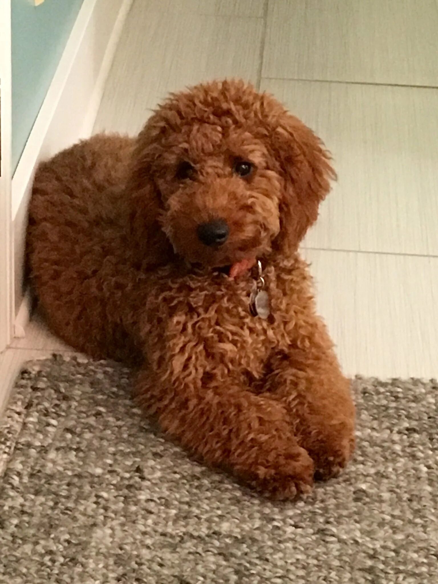 Карликовый пудель. Спаниель лабрадудель. Гибрид пуделя. Гибрид пуделя. Метис кокер спаниеля и пуделя.