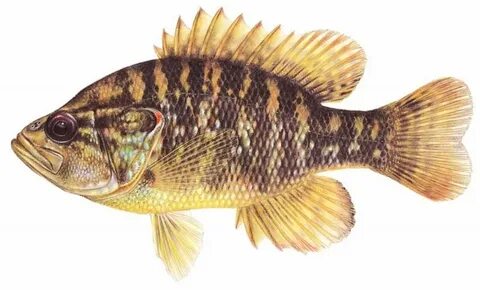 Special fish