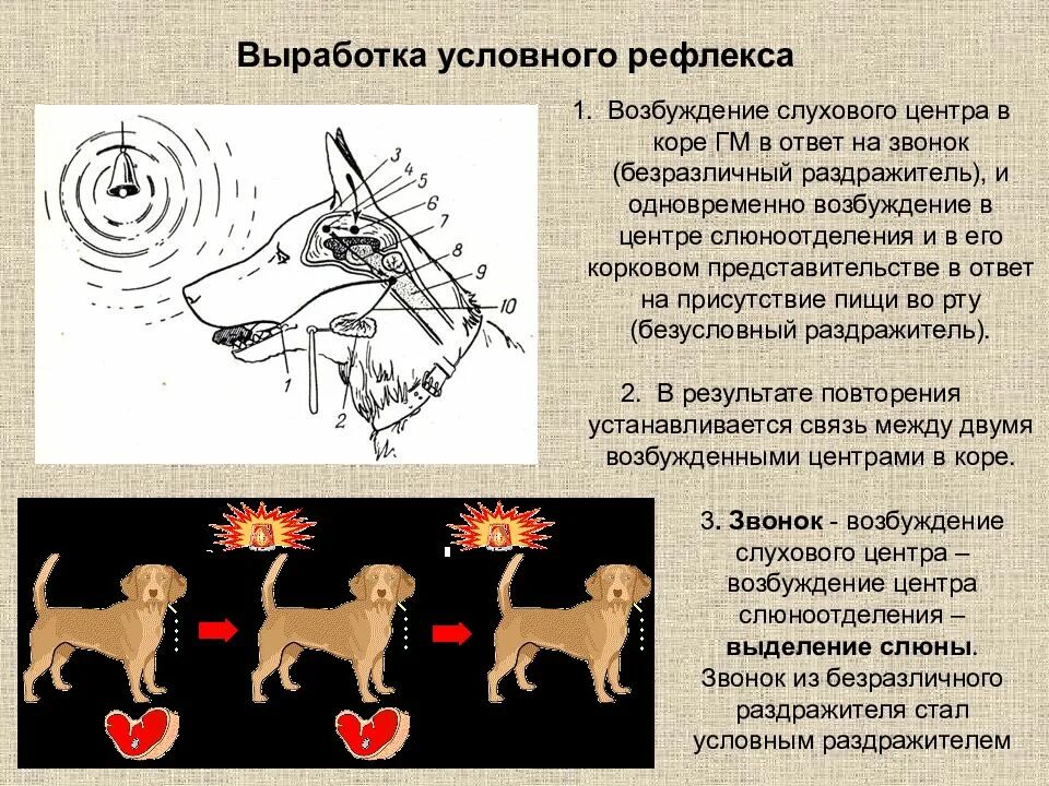 Выделение слюны у собаки. Выработкавыработка условного РЕФЛЕКСК. Выработка условного рефлекса. Выработка условных реф. Вырабоика условный рефлексов.