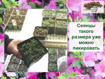 Рододендрон из семян