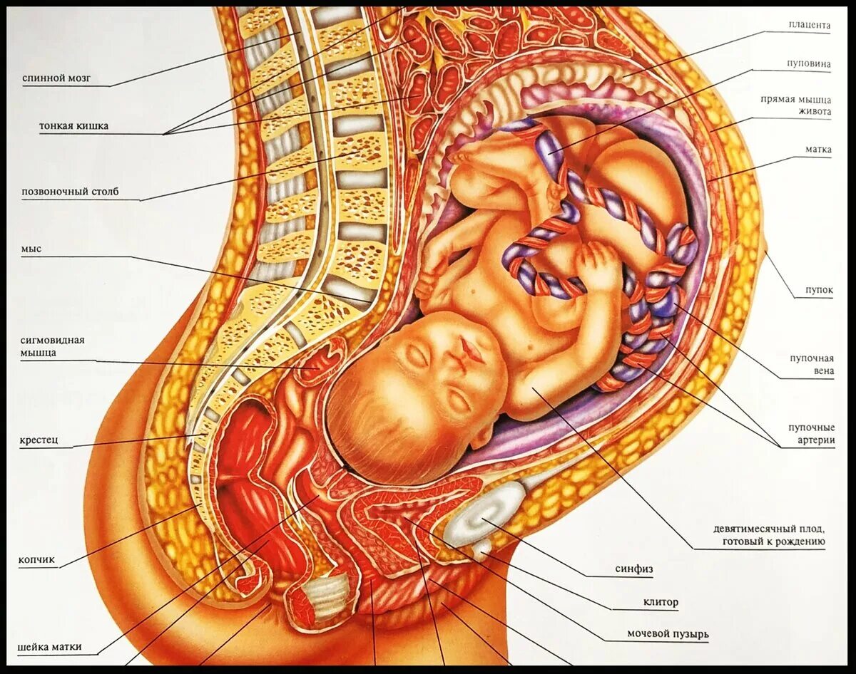 Анатомия беременной женщины. Анатомия органов при беременности. Строение живота беременной. Анатомия беременной матки.