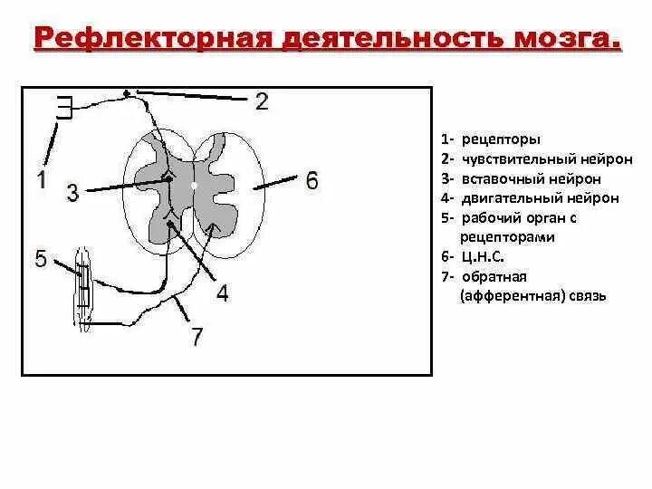 Чувствительный двигательный и вставочный Нейрон Нейрон. Чувствительный вставочный и двигательный Нейроны схема. Схема Рецептор чувствительный Нейрон. Вставочный Нейрон чувствительный Нейрон двигательный Нейрон схема.