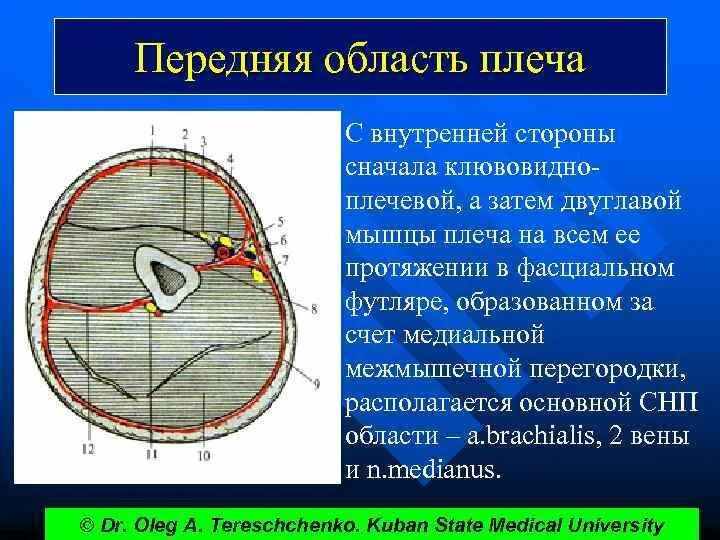 Топографические срезы. Топография передней области плеча топография. Топография переднего ложа предплечья. Верхняя конечность топографическая анатомия фасции. В заднем фасциальном ложе плеча располагается.