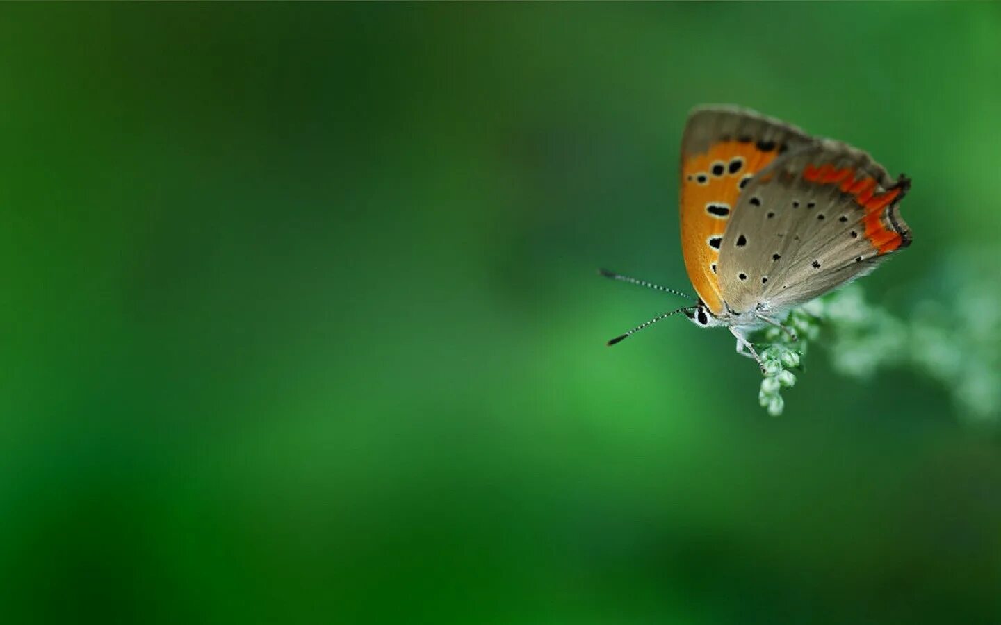 Online crop shallow focus photography of brown butterfly on green leaf plant HD 