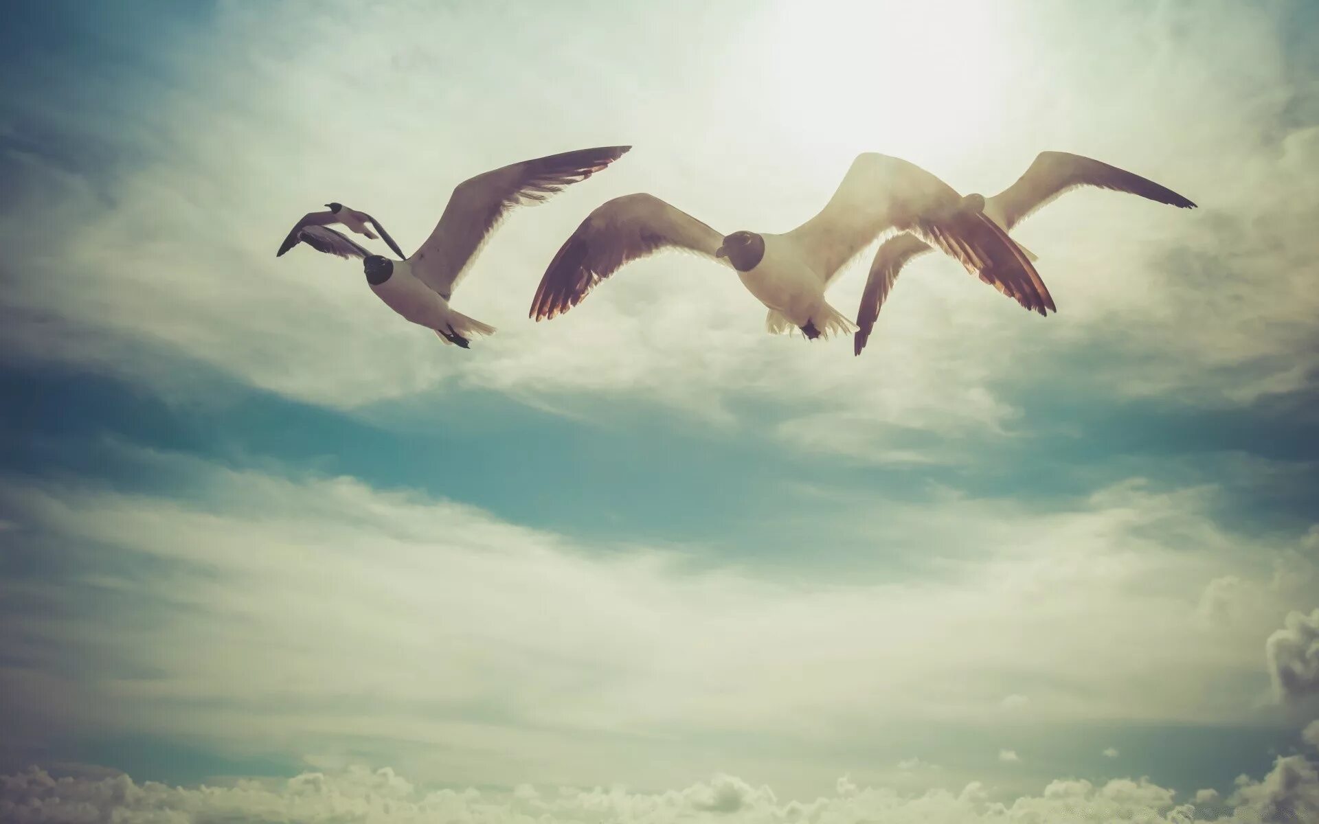 Птицы в небе. Птицы в воздухе. Эстетика Свобода птицы. Птица свободы.
