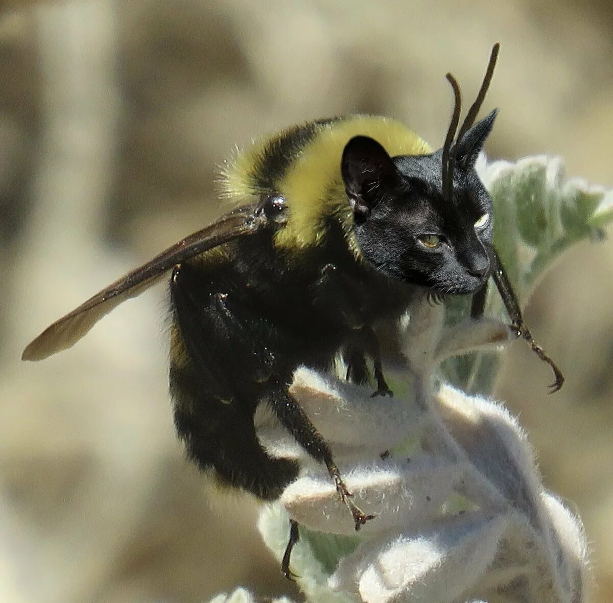 Кот пчела. Костюм пчелки для кошки. Кот пчела. Кот шмель. Кошка пчела.