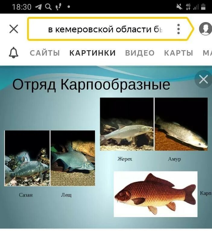 Карпообразные представители. Карпообразные представители. Отряд карпообразные представители. Сазан отряд карпообразных. Признаки отряда карпообразные.