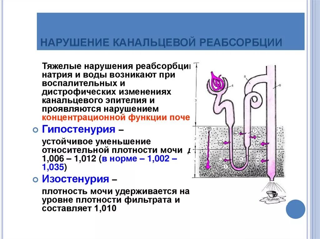 Уменьшение реабсорбции. 6. канальцевая реабсорбция. почечная недостаточность гипостенурия. механизм реабсорбции натрия в почках. канальцевая реабсорбция патофизиология.