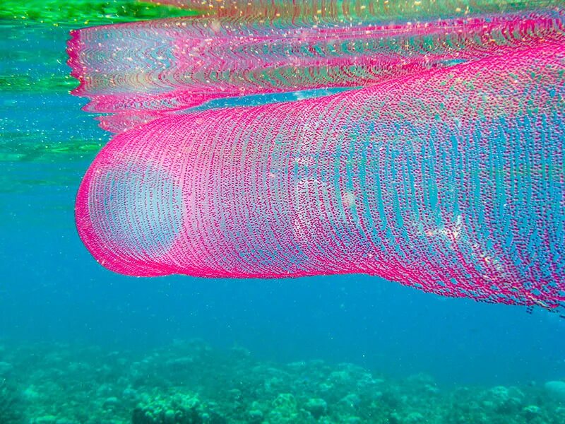 Оболочники огнетелки. Пиросома (огнетелка). Пиросома (огнетелка). Зооиды пиросомы. Пиросомы.