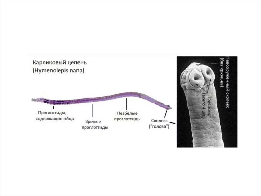 Карликовый цепень жизненный цикл. Карликовый цепень (Hymenolepis Nana). Строение сколекса карликового цепня. Строение карликового цепня. Карликовый цепень строение