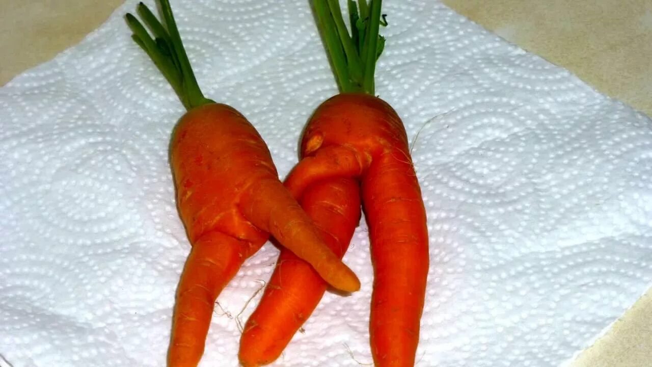 Подругу морковкой. Категория семян моркови. Рисунки для мотивации к цели. Смешная морковь. Гигантская морковь.