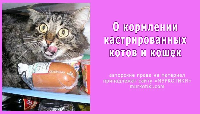 Можно ли коту корм для стерилизованных кошек. Чем кормить стерилизованного котенка. Чем кормить кастрированных котов. Чем кормить стерилизованного кота в домашних условиях. Кормление стерилизованных кошек.